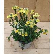 Nemesia kleur geel