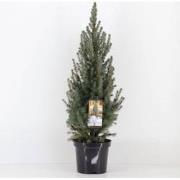 Picea glauca sanders blue 40-50 cm