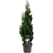 Thuja occidentalis Degroot Spire 60-80 cm Conifeer