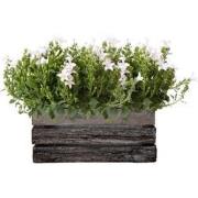 Campanula Addenda Ambella white - Houten schaal met 2 tuinplanten - po...