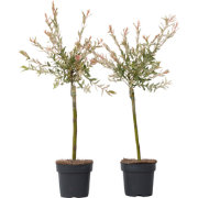 Bonte dwergwilg - Set van 2 - Salix integra 'Flamingo' - Hoogte 60-80c...