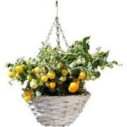 Hangende mand met inbegrepen tomatenplanten