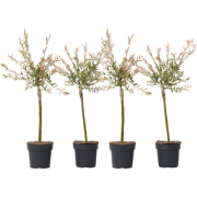 Bonte dwergwilg - Set van 4 - Salix integra 'Flamingo' - Hoogte 60-80c...