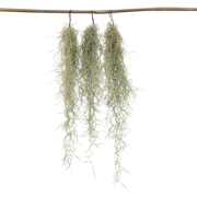 Luchtplantjes - Set van 3 - Tillandsia usneoides - Hoogte 25-40cm - ?5...