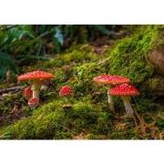 Tuinschilderij paddenstoelen 130x70cm