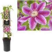 3 stuks - Klimplant Clematis Dr. Ruppel 75 cm