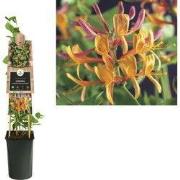 3 stuks - Klimplant Lonicera heckrottii American Beauty 75 cm