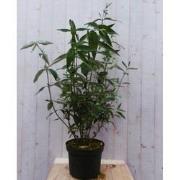 Vlinderstruik Buddleja Roze Groot 80 cm