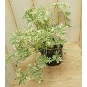 3 stuks! Citroen geranium bont