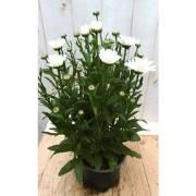 3 stuks - Margriet wit groot