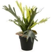 Fern staghorn 36 cm/15 lvs green/lt brown in black pot 11 cm kunstbloe...