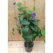 Spinnenbloem Tibouchina Urvilleana op rek