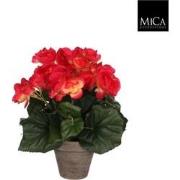 8 stuks! Begonia donkerroze in pot stan grijs d9 cm h25xd20 cm Mica De...