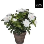 6 stuks! Azalea wit in pot stan grijs d11,5 cm h27 cm Mica Decorations...
