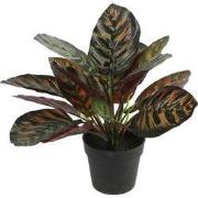 Calathea groen