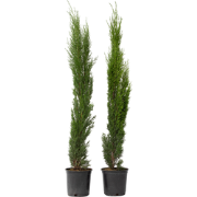 Italiaanse cipres - Set van 2 - Cupressus sempervirens - Hoogte 70-80c...