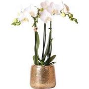 Kolibri Orchids | witte Phalaenopsis orchidee  Amabilis + Luxury sierp...