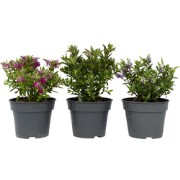 Struikveronica - Set van 3 - Hebe All Blooms - Hoogte 30-35cm - ?13cm