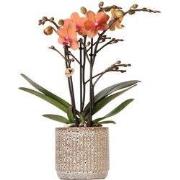 Kolibri Orchids | Oranje Phalaenopsis orchidee - Mineral Bolzano + Jag...