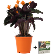 Eeuwige vlam - Calathea crocata 'Tassmania' - Hoogte 40-50cm - ?14cm