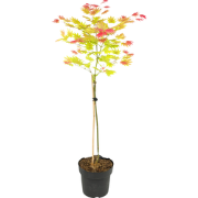 Japanse Esdoorn - Acer palmatum 'Moonrise' - Hoogte 80-90cm - ?19cm
