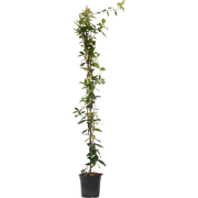 Jasmijn - Trachelospermum jasminoides - Hoogte 110-120cm - ?17cm