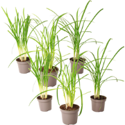Kaapse knoflook - Set van 6 - Tulbaghia violacea - Hoogte 15-25cm - ?9...