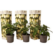 Meloenpeer - Set van 3 - Solanum Muricatum 'Pepino gold' - Hoogte 25-4...
