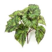 Begonia leaves bush green 25 cm