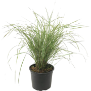 Bont struisriet - Calamagrostis acutiflora 'Overdam' - Hoogte 20-30cm ...