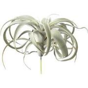 PTMD Kunstplant Tillandsia - 18x24x25 cm - Polyester - Groen