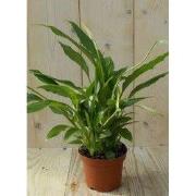 Lepelplant Spathiphyllum 35cm