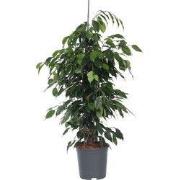 Treurvijg - Ficus benjamina 'Danielle' - Hoogte 100-110cm - ?21cm