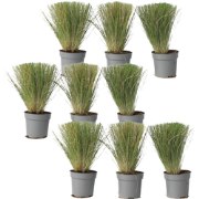 Vedergras - Set van 9 - Stipa tenuifolia 'Pony Tails' - Hoogte 20-30cm...