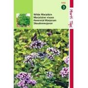2 stuks - Marjolein Oregano Rosebloeiend O.Vulgare
