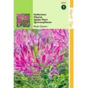 2 stuks - Cleome Spinosa Rose Queen