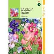 2 stuks - Lathyrus multiflora Colorama gemengd