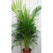 Areca Dypsis Goudpalm H110-130 cm potmaat 22 cm kamerplant