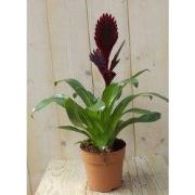 Bromelia donkerrood 30 cm