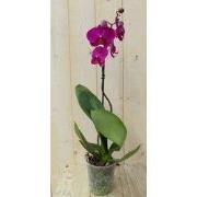 Vlinderorchidee Tak roze 60 cm