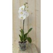 Vlinderorchidee Tak wit 60 cm