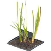 Drijvende vijvermand vierkant 35x35 cm