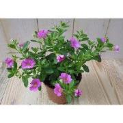 3 stuks! Petunia Million Bells roze