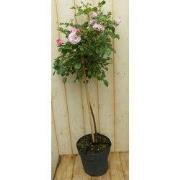 Stamroos 100 cm roze