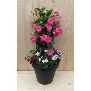 Plastic plantenbak antraciet Dipladenia Mandevilla Sundaville roze met...