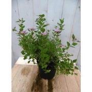 Japanse spierstruik roze 40 cm