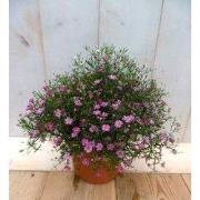 5 stuks - Gipskruid roze