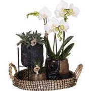 Kolibri Company | Gift set Urban Nature | Plantenset met Phalaenopsis ...