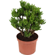 Jadeplant - Crassula ovata 'Hobbit' - Hoogte 45-50cm - ?23cm