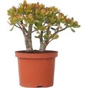 Jadeplant - Crassula ovata 'Sunset' - Hoogte 30-35cm - ?17cm